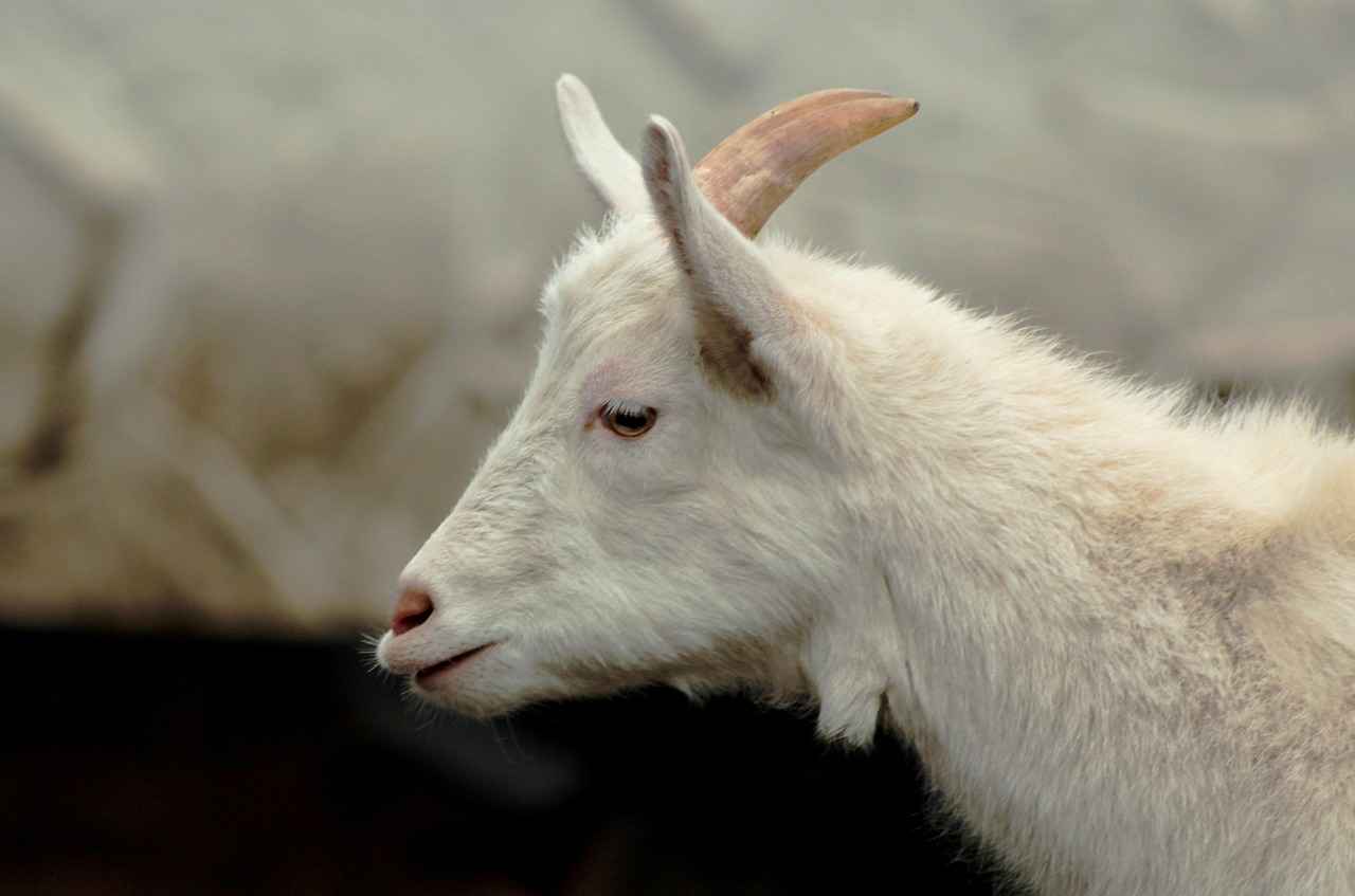 Abiye Takımları Nedir?