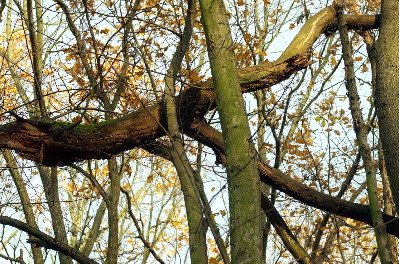 Balık Kesim Abiye Elbise ile Hangi Aksesuarlar Kullanılmalı?