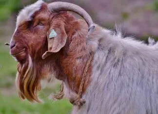 Yılbaşı Gecesi İçin En Trend Abiye Elbiseler Yılbaşı Gecesi İçin En Trend Abiye Elbiseler