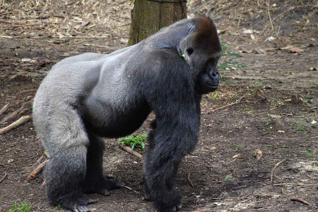 2025 Mezuniyet Abiye Modelleri