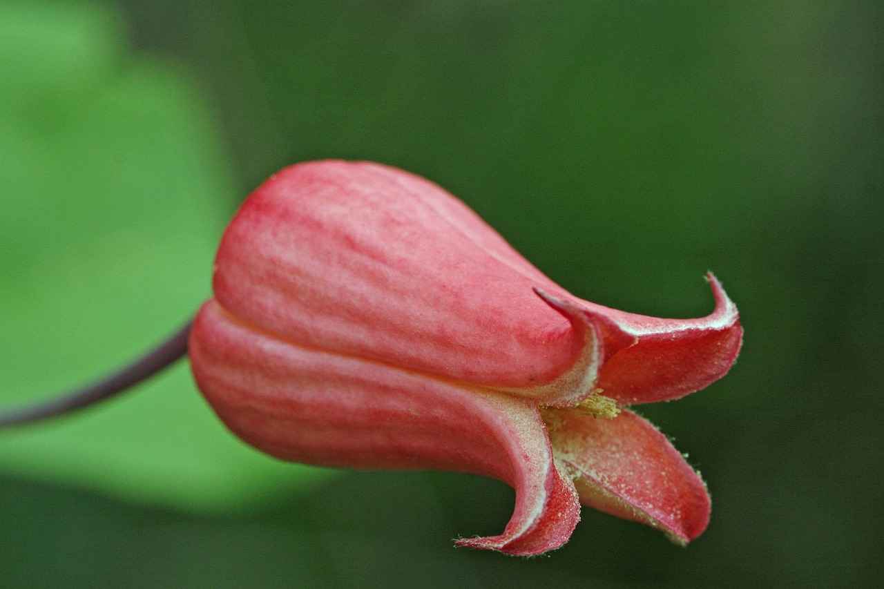 2025 Yılının En İyi Kırmızı Abiye Modelleri