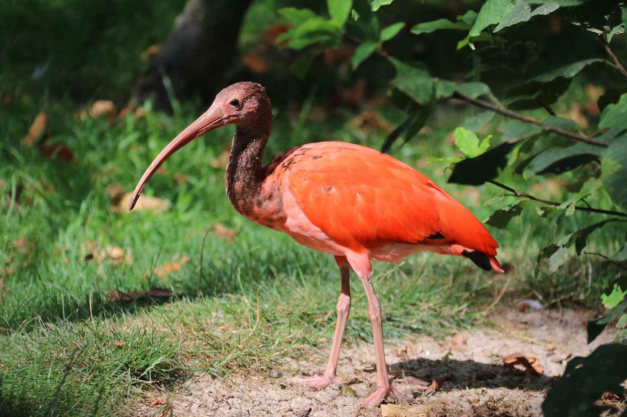 Sonuç: Kırmızı Abiye ile Şıklığınızı Yansıtın
