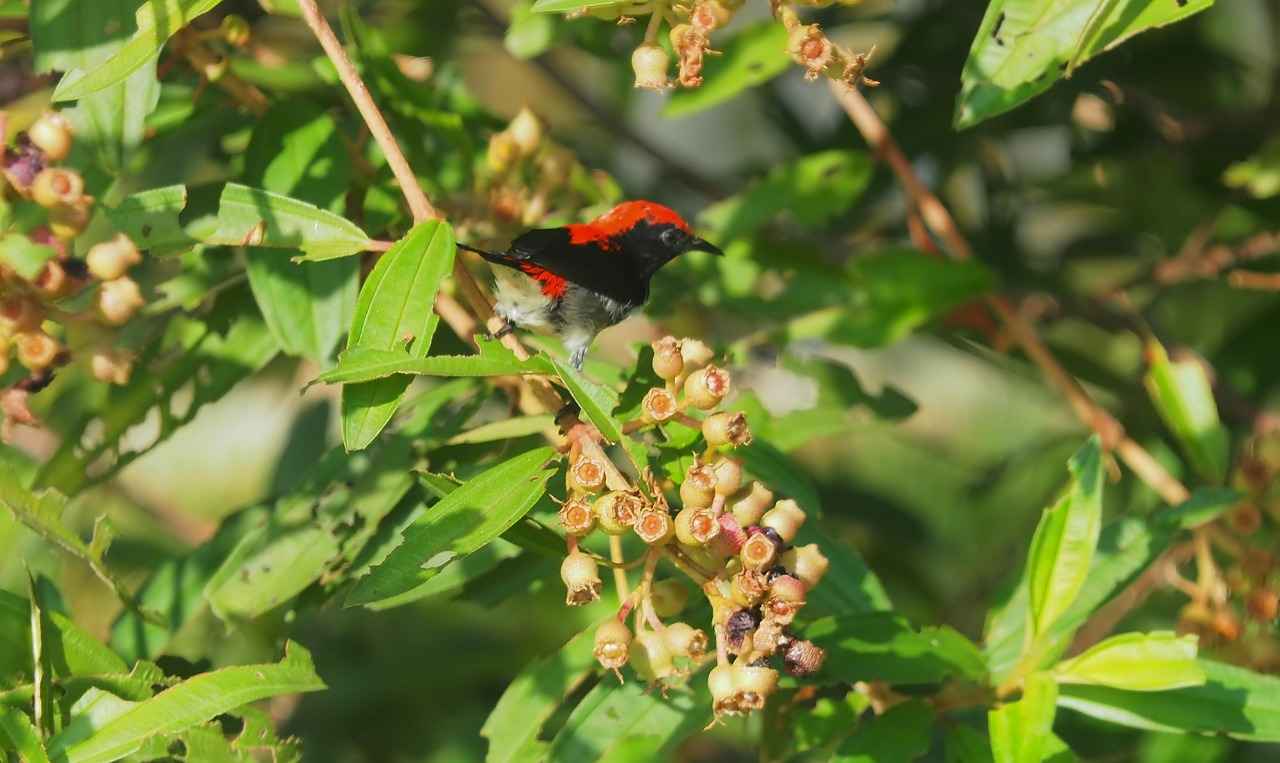 2025 Yılında Popüler Kırmızı Abiye Modelleri