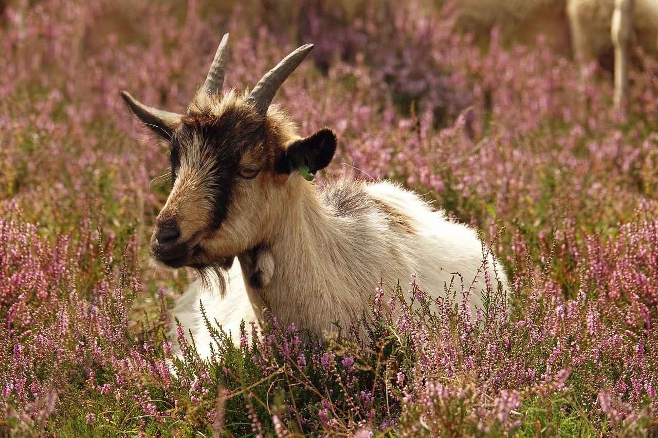Düğünlerde Gelin Yakını Olarak Ne Renk Abiye Giyilmeli?
